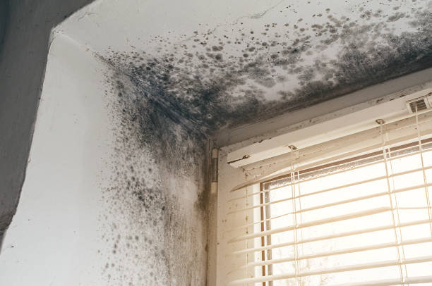 Affordable Mold Removal solutions in Anna, IL